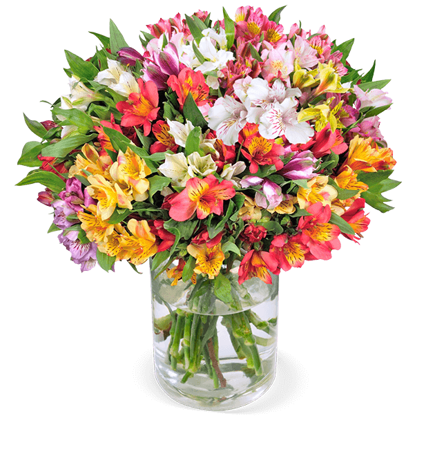 Schnittblumen online bestellen BlumeIdeal.de